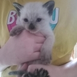 Bridgette Aline Graham Profile Photo - Breeder