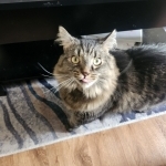 Carmelo Profile Photo - Cat Lover