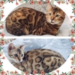 Tatyana Profile Photo - Cattery