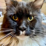 Ashley Profile Photo - Cattery