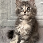 Crystal Maine Coons Profile Photo - Breeder