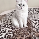 BritishEstate Profile Photo - Cattery