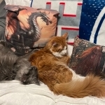 Meg Profile Photo - Cat Lover