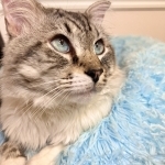 Nat Profile Photo - Cattery