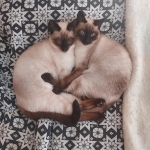 Juniper Vale Siamese Profile Photo - Cattery