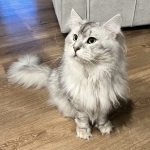 Allure Maine Coons Profile Photo - Cattery