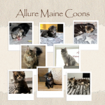 Allure Maine Coons Profile Photo - Cattery
