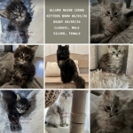 Allure Maine Coons Profile Photo - Cattery
