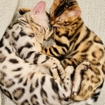 BengalCatCasa Profile Photo - Breeder