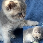 LuxuryKittyLove Profile Photo - Cattery