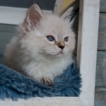 Lili Profile Photo - Breeder