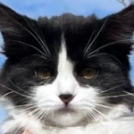 Stacey Profile Photo - Cat Lover