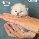 Sierra Nevada Kittens Profile Photo - Cat Lover