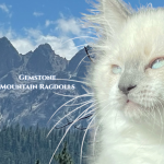 Mountain Ragdolls Profile Photo - Cat Lover