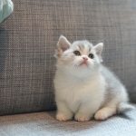 Angela Profile Photo - Breeder