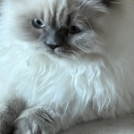 Trudi Profile Photo - Breeder
