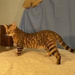 Sea Forest Bengals Profile Photo - Breeder