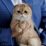 Ana Profile Photo - Cattery