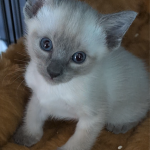 Wendy Profile Photo - Breeder