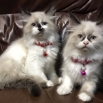 AR Pampered Ragdolls Profile Photo - Cat Lover