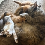 Julia Profile Photo - Cat Lover