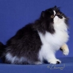 Tonya Profile Photo - Cattery