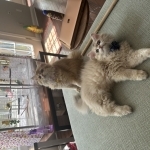 Zora Profile Photo - Cat Lover