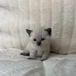 Elizabeth Profile Photo - Cat Lover