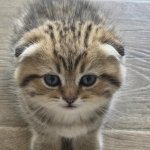 Olena Profile Photo - Breeder