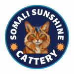 Somali Sunshine Profile Photo - Cattery