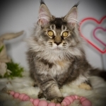 Margareth Profile Photo - Breeder