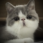 Janet Profile Photo - Cattery