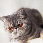 Janet Profile Photo - Cattery