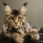 Dreamwoods Profile Photo - Cattery
