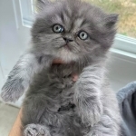 Mena Profile Photo - Breeder