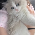 Alicia Profile Photo - Breeder