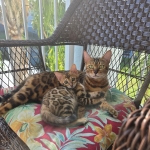 Nataliya Profile Photo - Breeder