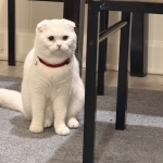 Milana Profile Photo - Breeder