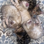 DAVID Profile Photo - Cattery