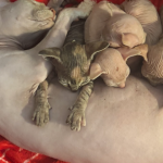 Nicole Profile Photo - Cattery