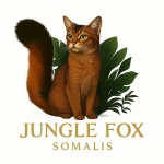 Jungle Fox Somalis Profile Photo - Cattery