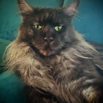 Angie Profile Photo - Breeder