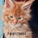 Kimberly Profile Photo - Breeder