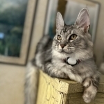Lisa Profile Photo - Cattery