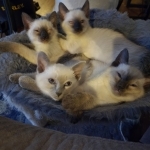 Brittany's Kittens Profile Photo - Cattery