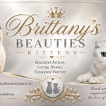 Brittany's Kittens Profile Photo - Cattery