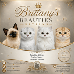Brittany's Kittens Profile Photo - Cattery