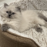 Vladimir Profile Photo - Cat Lover