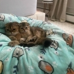 Jacob Profile Photo - Cat Lover
