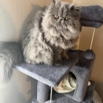 A Khan Profile Photo - Cattery